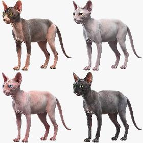 Sphynx Cats Collection 3D model